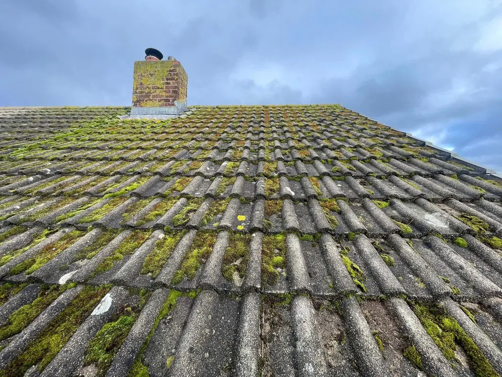 Roof Moss before — roof moss removal